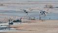 093_Biebrza - marzec 2013